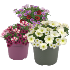 Terraspot mix